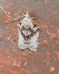 Isotenes miserana