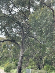 Eucalyptus microcarpa