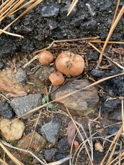 Zelleromyces cinnabarinus