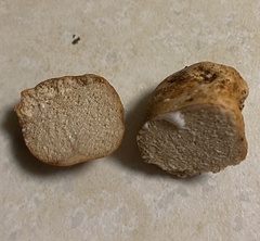 Zelleromyces cinnabarinus