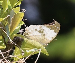 Protogoniomorpha duprei