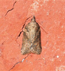 Epiphyas postvittana