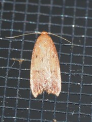 Tachystola acroxantha