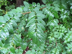 Zanthoxylum piperitum