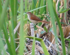 Certhiaxis cinnamomeus