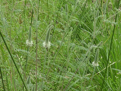 Dalea albiflora
