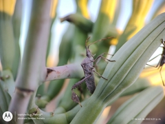 Leptoglossus zonatus