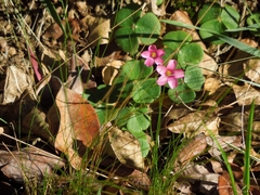 Oxalis