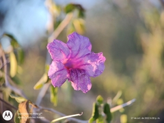 Ruellia californica peninsularis