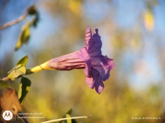 Ruellia californica peninsularis