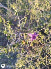 Ruellia californica peninsularis