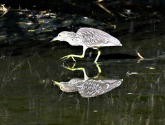 Nycticorax nycticorax