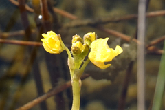 Utricularia foliosa