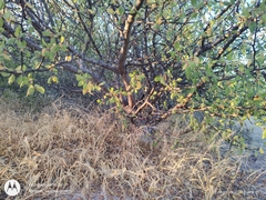 Bursera epinnata