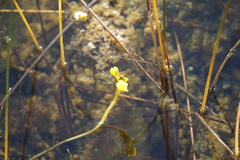 Utricularia foliosa