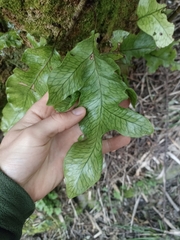 Microsorum pustulatum pustulatum