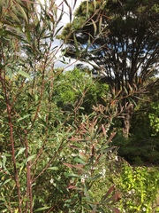 Hakea salicifolia