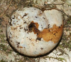 Mesomphix rugeli