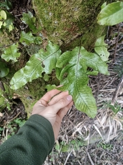 Microsorum pustulatum pustulatum