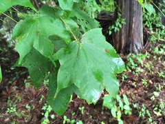 Acer pictum