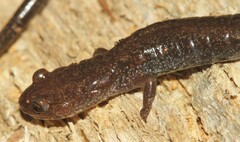 Plethodon richmondi