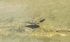 Tetractenos hamiltoni