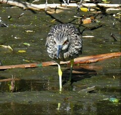 Nycticorax nycticorax