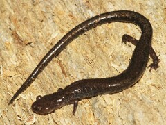 Plethodon richmondi