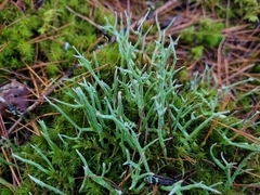 Cladonia gracilis