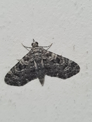 Lepidoptera