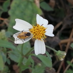 Neocapsus