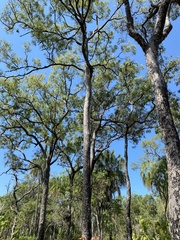 Corymbia clarksoniana