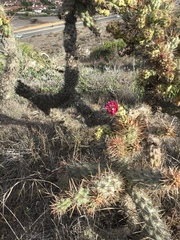 Cylindropuntia prolifera