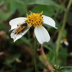 Neocapsus