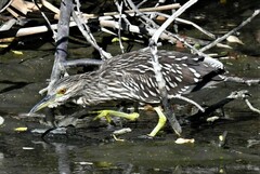 Nycticorax nycticorax