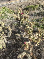Cylindropuntia prolifera