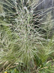 Austrostipa elegantissima