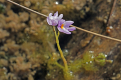 Utricularia purpurea