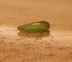 Batracomorphus