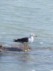 Larus belcheri