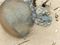 Catostylus mosaicus