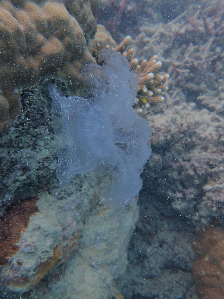 Netrostoma nuda
