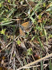 Lycaena