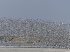 Leucophaeus pipixcan