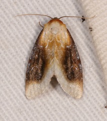 Chrysoecia scira