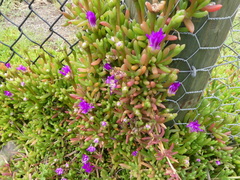 Drosanthemum hispidum