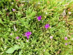 Drosanthemum hispidum