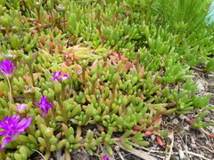 Drosanthemum hispidum