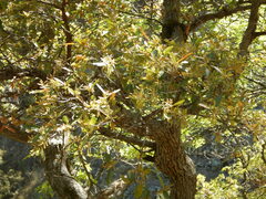 Quercus arizonica