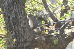 Sciurus arizonensis